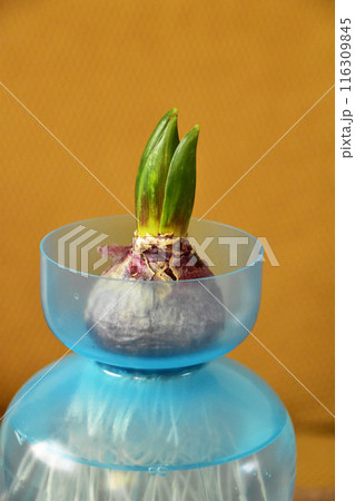 ヒヤシンスの発芽 116309845
