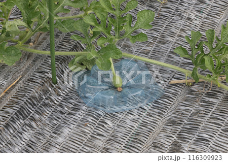 スイカの幼実 116309923