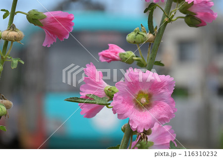 初夏の花と東急世田谷線 初夏の花と東急世田谷線 116310232
