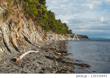 A rocky shoreline with a steep cliff covered in pine trees. Driftwood and pebbles are scattered along the beach, with calm sea waters and a partly cloudy sky in the background. 116310441