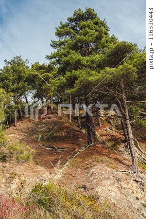 Tall pine trees stand on a rocky hillside under a clear blue sky with wispy clouds. The scene captures the rugged beauty of nature. 116310443