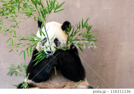 パンダはみんなのアイドル 116311136