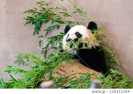 パンダはみんなのアイドル パンダはみんなのアイドル 116311164