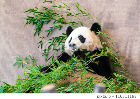 パンダはみんなのアイドル 116311165