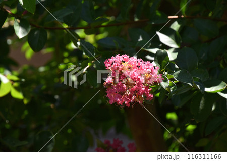 サルスベリ（百日紅） 116311166