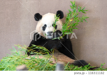 パンダはみんなのアイドル 116311182