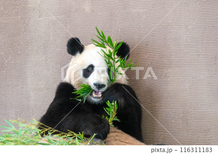 パンダはみんなのアイドル 116311183