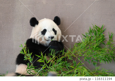 パンダはみんなのアイドル 116311194