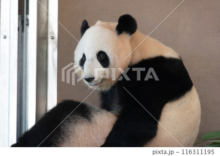 パンダはみんなのアイドル パンダはみんなのアイドル 116311195