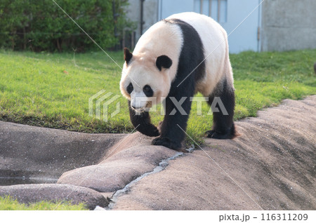 パンダはみんなのアイドル 116311209