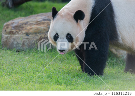 パンダはみんなのアイドル 116311219