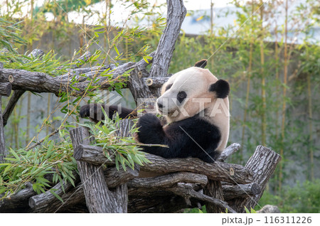 パンダはみんなのアイドル 116311226