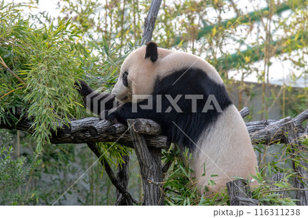 パンダはみんなのアイドル パンダはみんなのアイドル 116311238