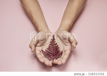 Person holding red leaf on pink background symbolizing nature 116311332