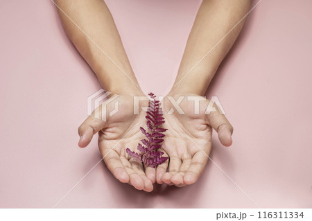 Person holding small purple plant showing growth and new life Person holding small purple plant showing growth and new life 116311334