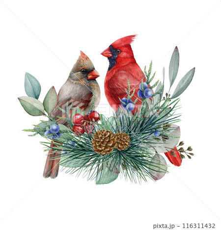 Red cardinal birds with winter floral decor. Watercolor illustration. Hand drawn two cardinal birds with pine branches, eucalyptus and juniper. Christmas time festive floral decor on white background Red cardinal birds with winter floral decor. Watercolor illustration. Hand drawn two cardinal birds with pine branches, eucalyptus and juniper. Christmas time festive floral decor on white background 116311432