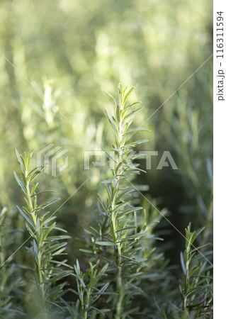Fresh Rosemary Herb grow outdoor. Rosemary leaves Close-up. 116311594