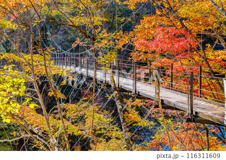 山梨　紅葉の西沢渓谷　二俣吊橋 116311609