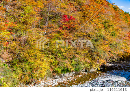山梨　紅葉の西沢渓谷　二俣吊橋付近 116311618