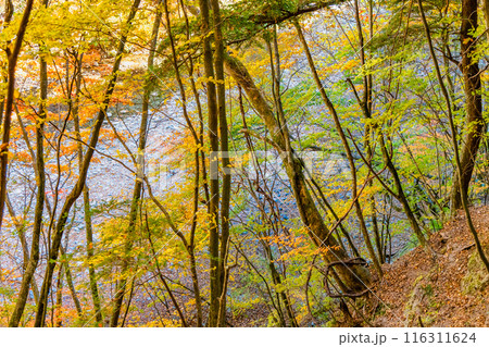 山梨 紅葉の西沢渓谷 山梨 紅葉の西沢渓谷 116311624