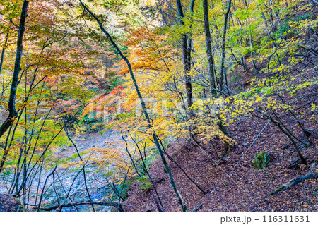 山梨 紅葉の西沢渓谷 山梨 紅葉の西沢渓谷 116311631