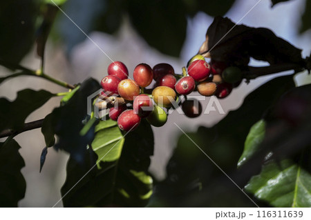 coffee berries by agriculture. Coffee beans ripening on the tree in North of Thailand 116311639
