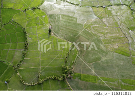Rice Field of Farmer and sun in the morning,in Thailand Rice Field of Farmer and sun in the morning,in Thailand 116311812