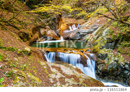 山梨　紅葉の西沢渓谷　三重の滝 116311864