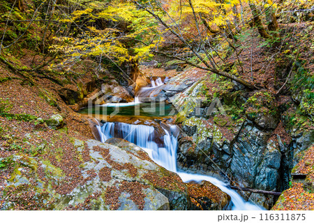山梨 紅葉の西沢渓谷 三重の滝 山梨 紅葉の西沢渓谷 三重の滝 116311875