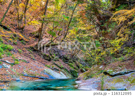 山梨　紅葉に染まる西沢渓谷の清流 116312095