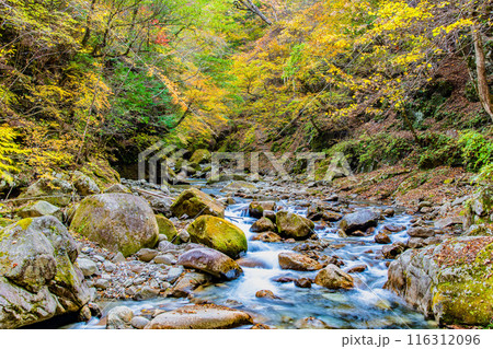 山梨　紅葉に染まる西沢渓谷の清流 116312096