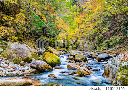山梨 紅葉に染まる西沢渓谷の清流 山梨 紅葉に染まる西沢渓谷の清流 116312103