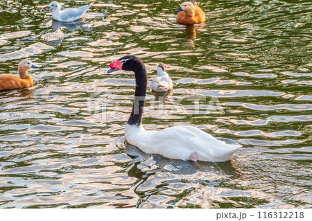 The black-necked swan, Cygnus melancoryphus, is a swan that is the largest waterfowl native to South America. The body plumage is white with a black neck and head and greyish bill 116312218