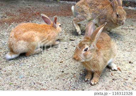 大久野島の野生ウサギ（広島県竹原市忠海町） 116312326