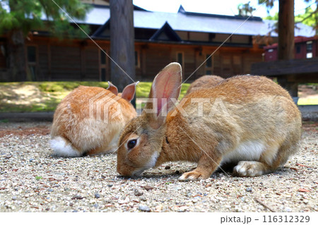 大久野島の野生ウサギ（広島県竹原市忠海町） 116312329