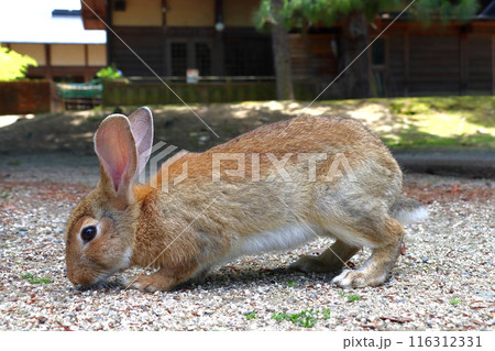 大久野島の野生ウサギ(広島県竹原市忠海町) 大久野島の野生ウサギ(広島県竹原市忠海町) 116312331