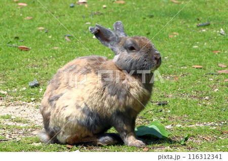 大久野島の野生ウサギ（広島県竹原市忠海町） 116312341