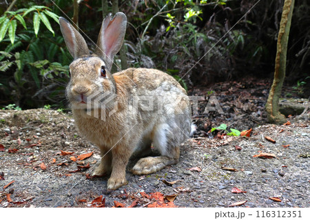 大久野島の野生ウサギ（広島県竹原市忠海町） 116312351