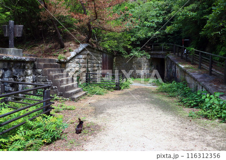 大久野島:北部砲台遺址の野生ウサギ(広島県竹原市忠海町) 大久野島:北部砲台遺址の野生ウサギ(広島県竹原市忠海町) 116312356
