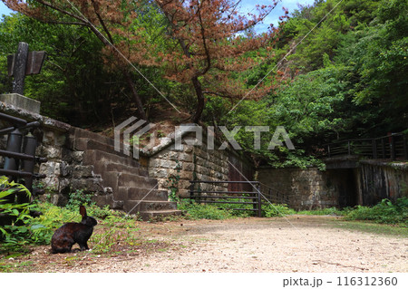 大久野島：北部砲台遺址の野生ウサギ（広島県竹原市忠海町） 116312360