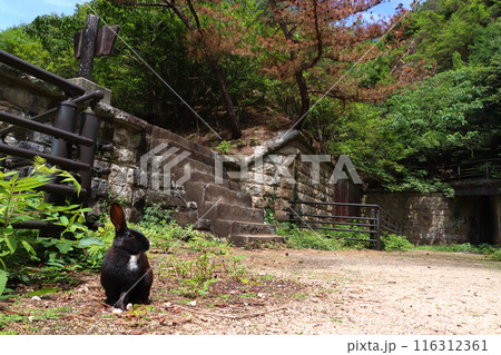 大久野島：北部砲台遺址の野生ウサギ（広島県竹原市忠海町） 116312361