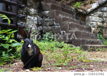 大久野島:北部砲台遺址の野生ウサギ(広島県竹原市忠海町) 大久野島:北部砲台遺址の野生ウサギ(広島県竹原市忠海町) 116312362