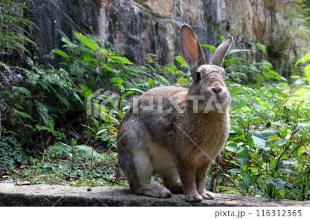 大久野島の野生ウサギ（広島県竹原市忠海町） 116312365
