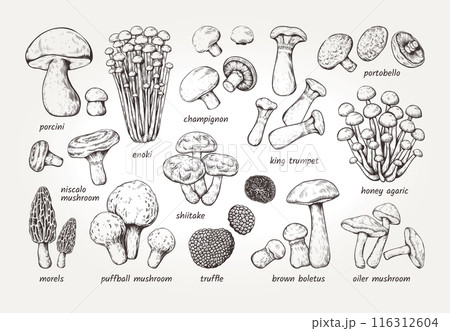 Mushroom sketch. Forest fungi. Hand drawn fungus. Autumn toadstool. Engraving amanita. Boletus or chanterelle. Natural champignon and shiitake. Gourmet truffle. Vector art elements set Mushroom sketch. Forest fungi. Hand drawn fungus. Autumn toadstool. Engraving amanita. Boletus or chanterelle. Natural champignon and shiitake. Gourmet truffle. Vector art elements set 116312604
