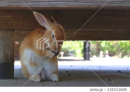 猛暑で軒下に避難する大久野島ウサギ（広島県竹原市忠海町） 116312608