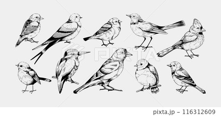 Vintage birds. Flying animals sketch. Robin cardinal and pigeon. Hand drawn line sparrow. Black lark or bluebird. Engraving forest birdies. Swallow wings. Vector outline songbirds set 116312609