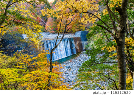 山梨　紅葉に染まる西沢渓谷 116312620