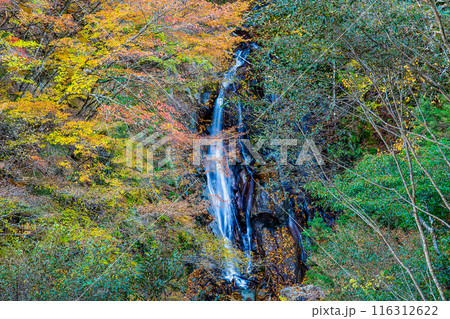 山梨　紅葉に染まる西沢渓谷　大久保の滝 116312622