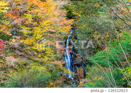 山梨 紅葉に染まる西沢渓谷 大久保の滝 山梨 紅葉に染まる西沢渓谷 大久保の滝 116312623