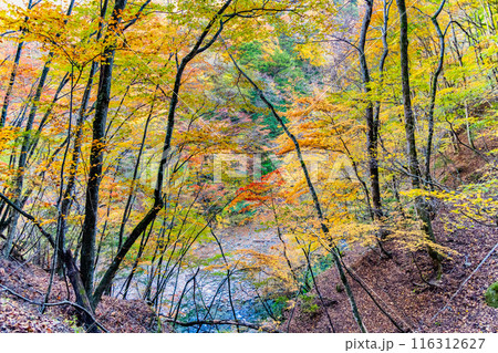 山梨　紅葉に染まる西沢渓谷 116312627